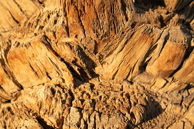 Foto el tronco de una palmera como textura de fondo de la palma