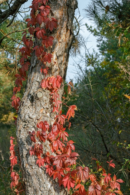 Tronco de pino con hojas rojas en el bosque el día de otoño