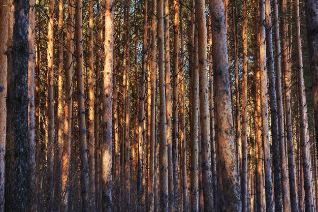 Tronco de pinos iluminado por el sol