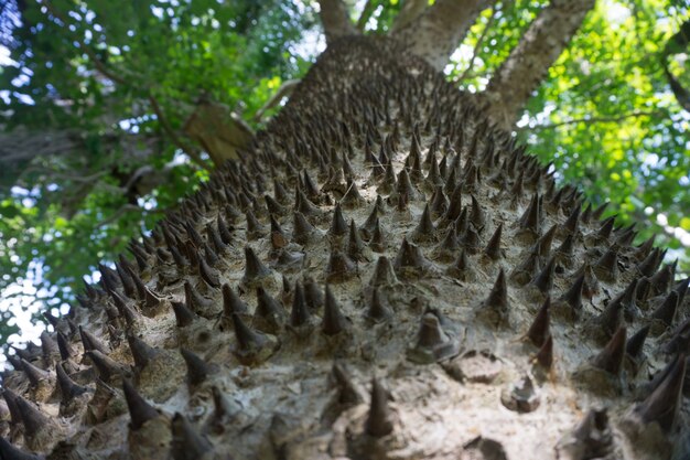 Tronco pontudo na selva