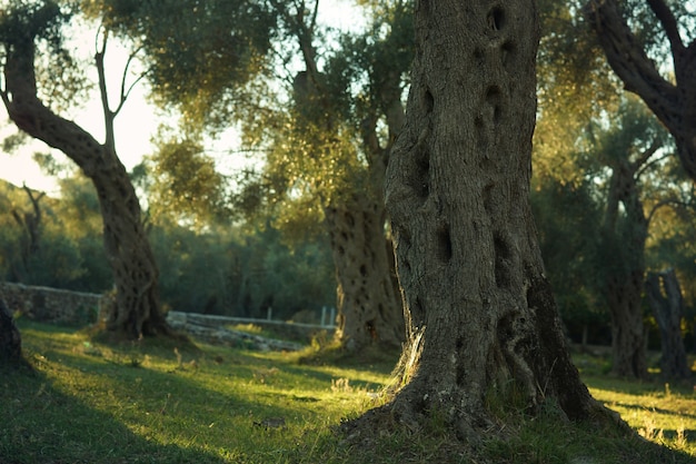 Un tronco retorcido de un olivo, de pie en una arboleda, iluminado por el sol antes del amanecer.