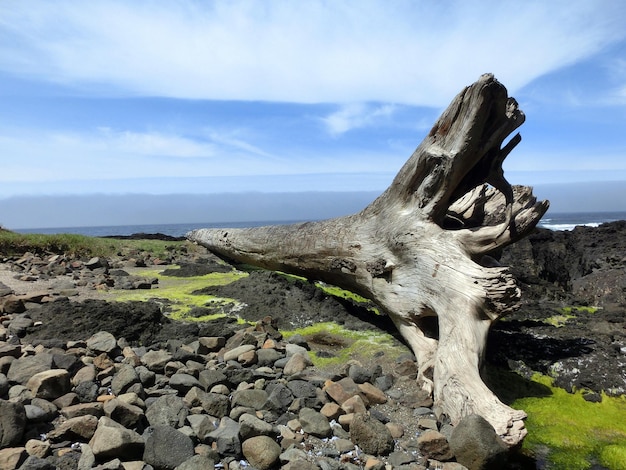 Foto el tronco seco del árbol y las piedras en la playa