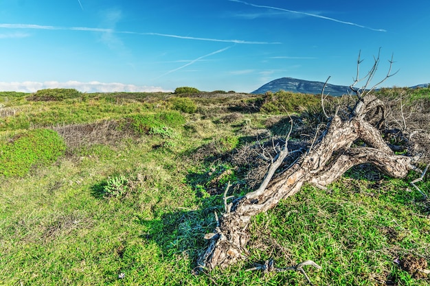 Tronco seco en un campo verde