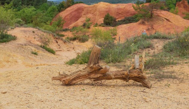 Foto tronco seco na areia em velha pedreira ocre no colorado provençal no luberon na frança