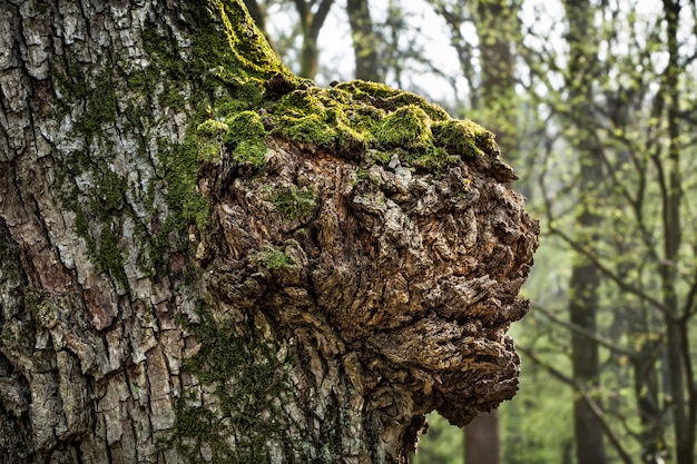 Tronco de un viejo árbol en el bosque de la primavera