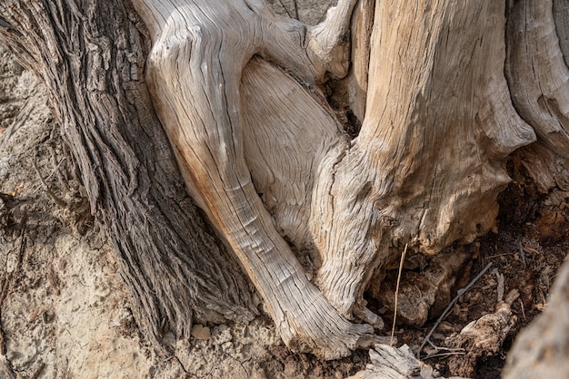 Tronco de un viejo árbol de hoja caduca