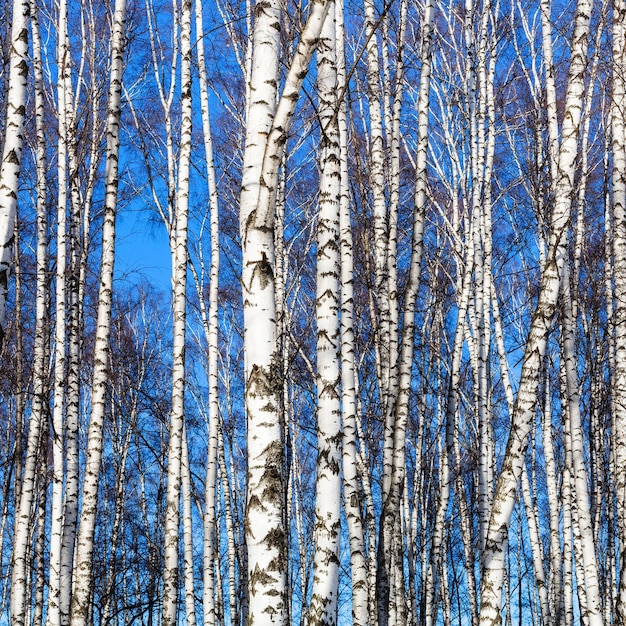 Troncos de abedul blanco y cielo azul