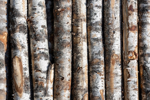 Troncos de abedul en filas. los árboles están apilados con pilas. madera. Foto de alta calidad