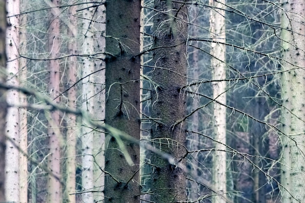 Los troncos de abedules en el bosque