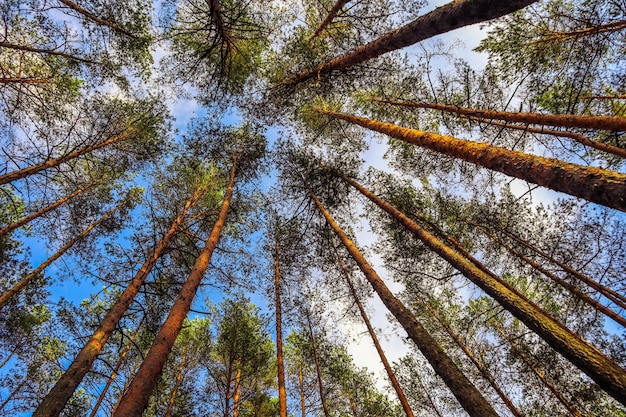 Troncos altos de pinheiros em um fundo de céu azul na floresta