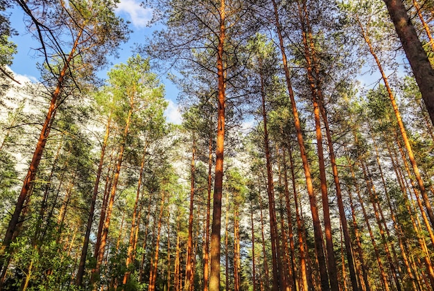 Troncos altos de pinheiros em um fundo de céu azul na floresta
