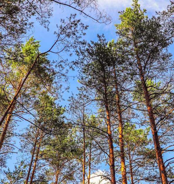 Troncos altos de pinheiros em um fundo de céu azul na floresta