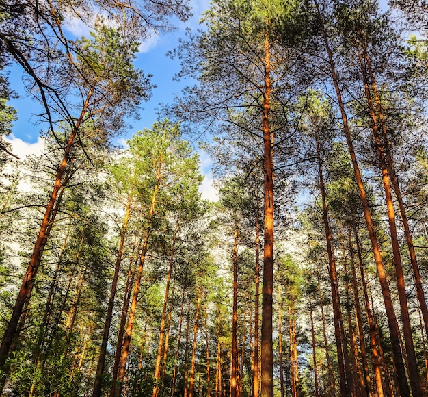 Troncos altos de pinheiros em um fundo de céu azul na floresta