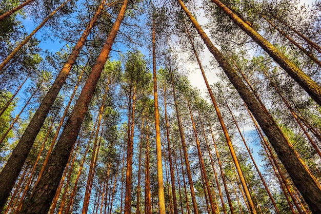 Troncos altos de pinheiros em um fundo de céu azul na floresta