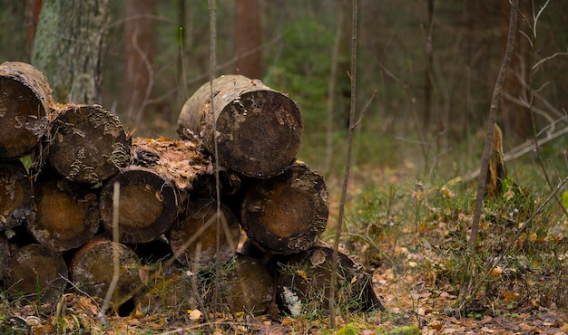 Troncos apilados en el bosque de otoño