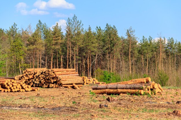 Troncos de árboles apilados talados por la industria maderera en el bosque de pinos