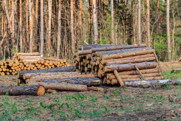 Troncos de árboles apilados talados por la industria maderera en el bosque de pinos