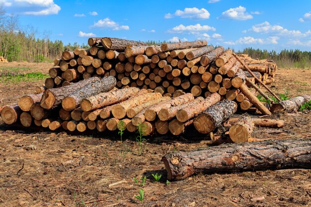 Troncos de árboles apilados talados por la industria maderera en el bosque de pinos