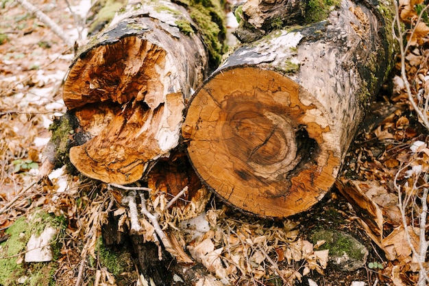 Troncos de árboles aserrados en el parque nacional biogradska gora montenegro