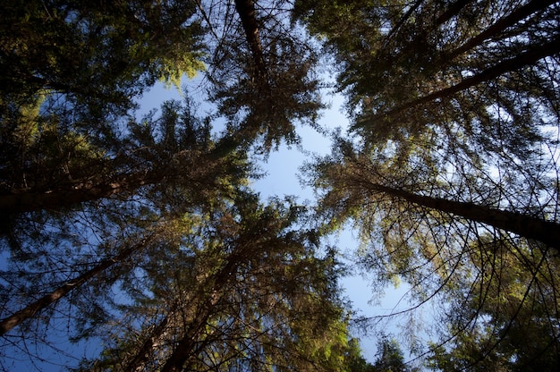 Los troncos de los árboles en el bosque de abetos. Vista de abajo hacia arriba. Día soleado de otoño. Abstracción natural de ramas