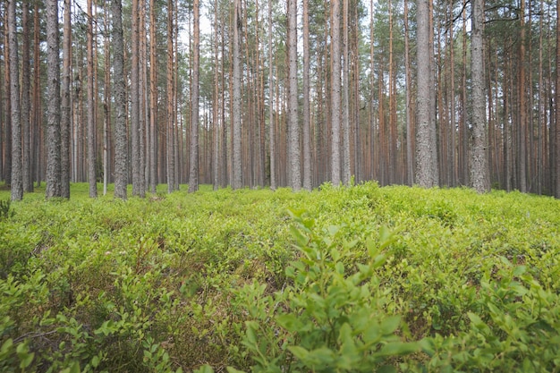 Troncos de árboles en un bosque de coníferas. Arbustos de arándanos crecidos