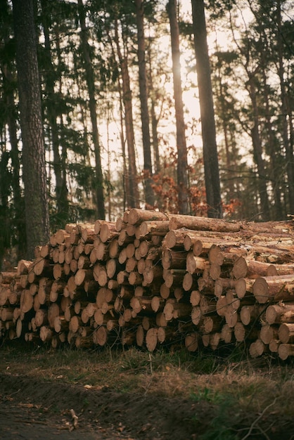 Troncos de árboles en el bosque Pila de madera cortada pila