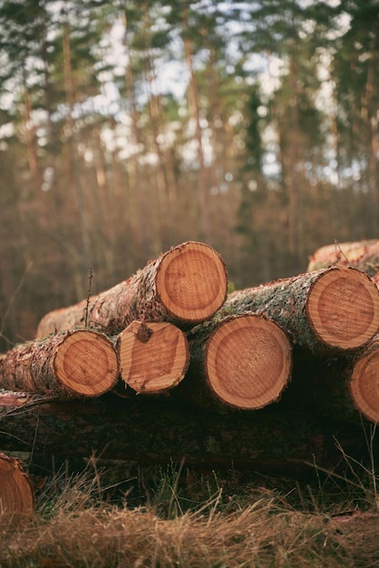 Troncos de árboles en el bosque Pila de madera cortada pila