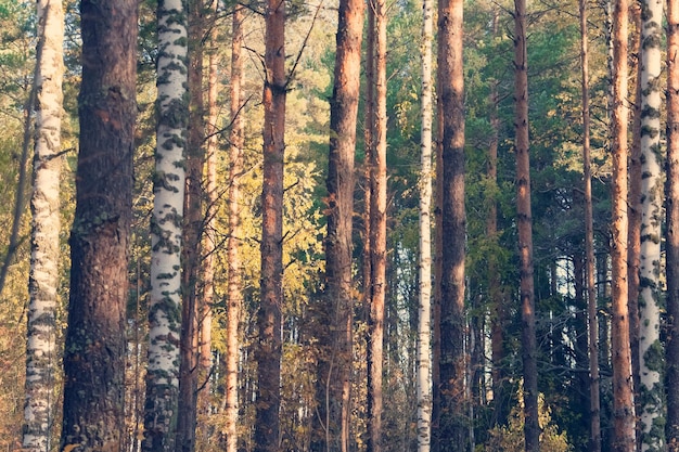 Troncos de árboles en el bosque