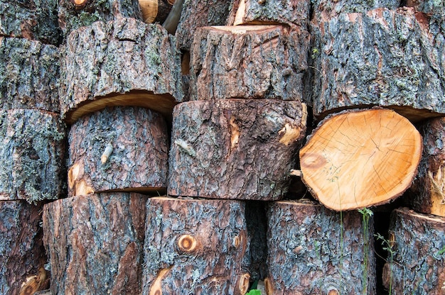 De troncos de árboles cortados apilados