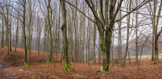 Troncos de árboles delgados en laderas frondosas en las montañas. Cárpatos, Ucrania