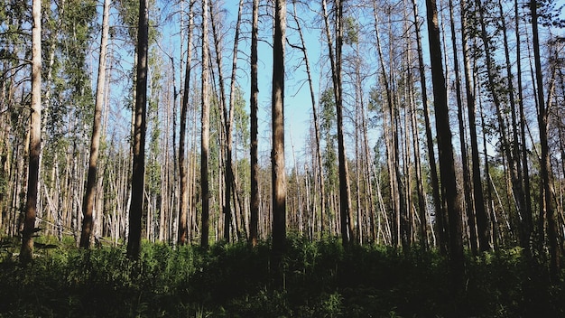 Los troncos de los árboles están iluminados por el sol en un bosque.