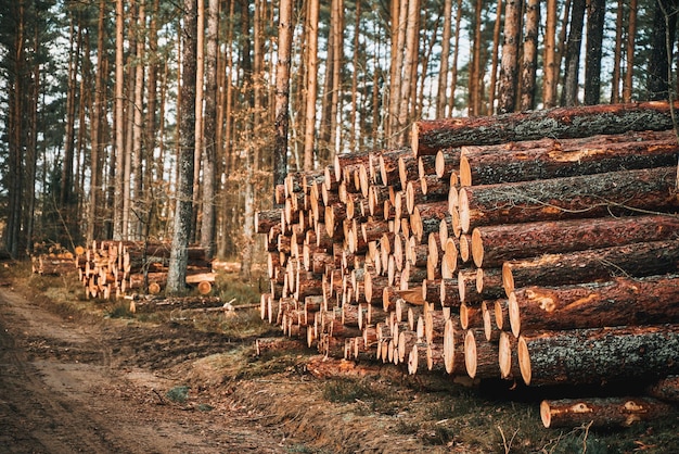 Troncos de árboles en fila cerca del camino forestal