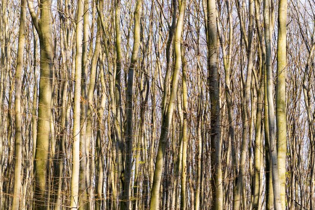 Troncos de árboles de hoja caduca están desnudos en un espeso bosque en la naturaleza soleada del paisaje natural