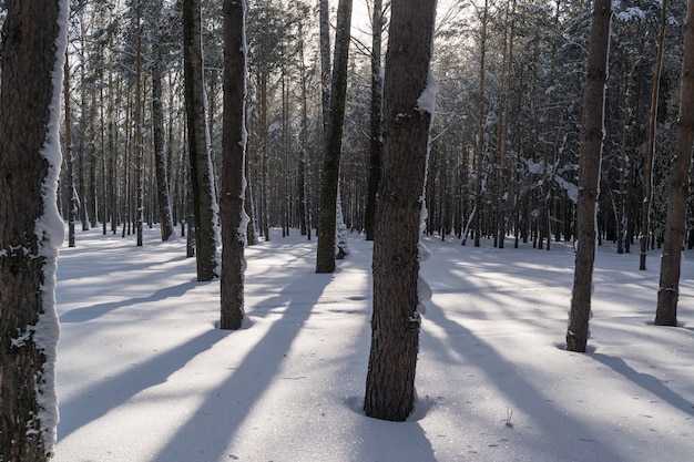 Troncos de árboles de invierno en el bosque de pinos de nieve