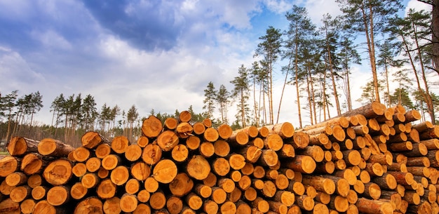 Los troncos de árboles largos se encuentran en el bosque en el lugar de la tala fresca.