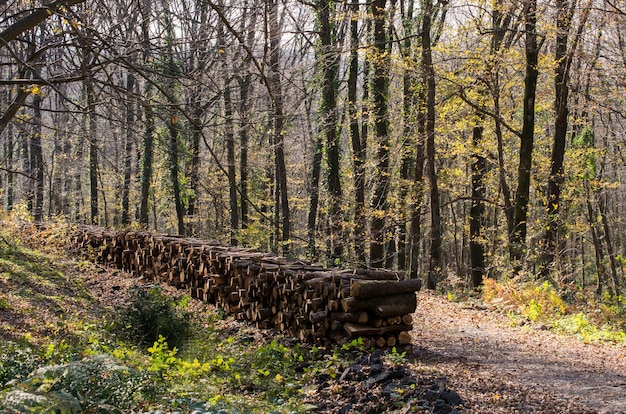 Troncos de árboles de madera de fuego stock troncos apilados