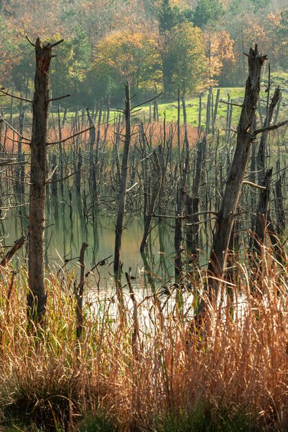 Troncos de árboles muertos por el fuego en una laguna en medio de las montañas
