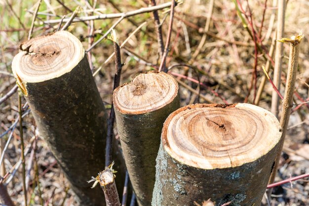 Troncos de árboles podados cortados en primavera