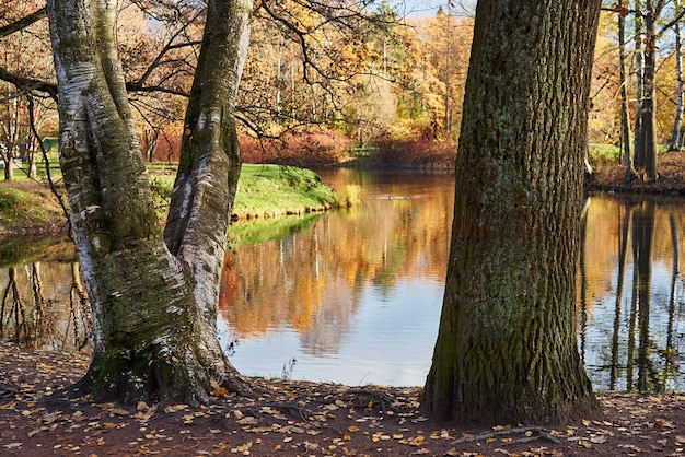 troncos de árboles en primer plano en el bosque de otoño o en el parque contra el fondo del agua