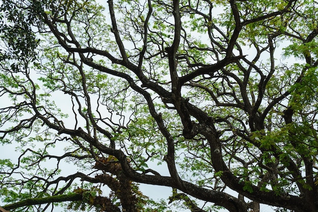 Troncos de árboles y ramas con hojas verdes