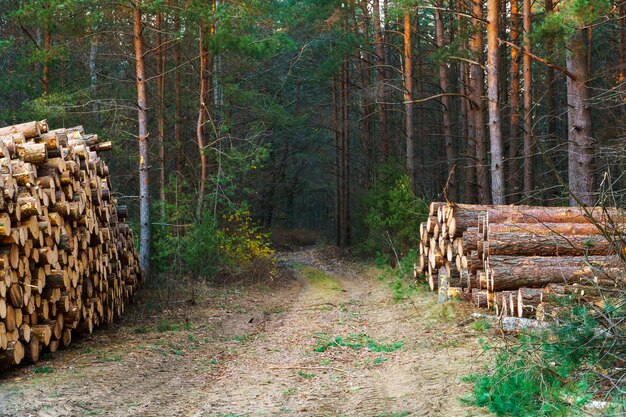 Los troncos de árboles recién cortados se apilan en el bosque durante la puesta del sol Troncos de pino antes de cargarlos y transportarlos La tala ilegal daña el medio ambiente Cosecha de madera Industria maderera Árboles talados