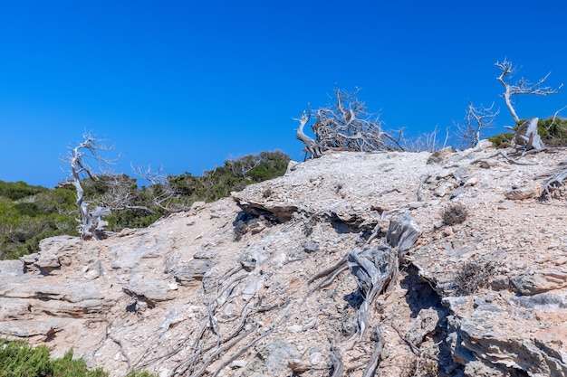 Troncos de árboles secos erosionados por el sol junto al mar