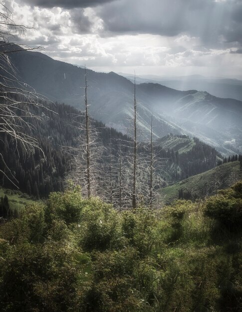 Los troncos de los árboles secos de un paisaje de montaña en un día soleado cerca de la ciudad de Almaty, Kazajstán