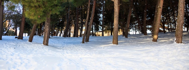 Troncos de árboles sobre un fondo nevado