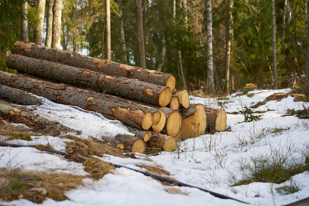 Troncos de árboles talados en medio del bosque