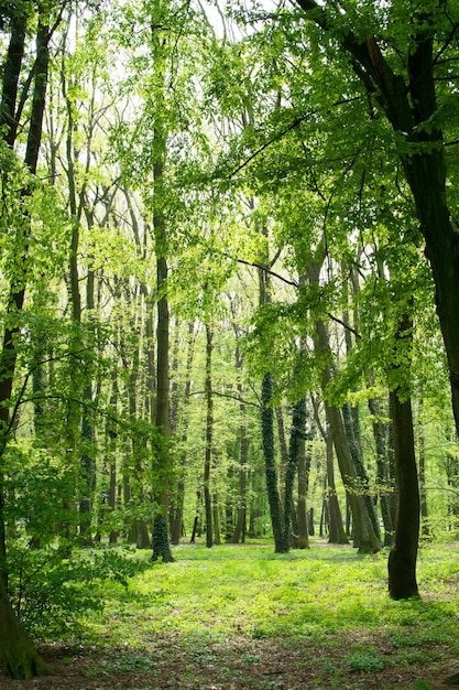 Troncos de árboles verdes en Spring Park