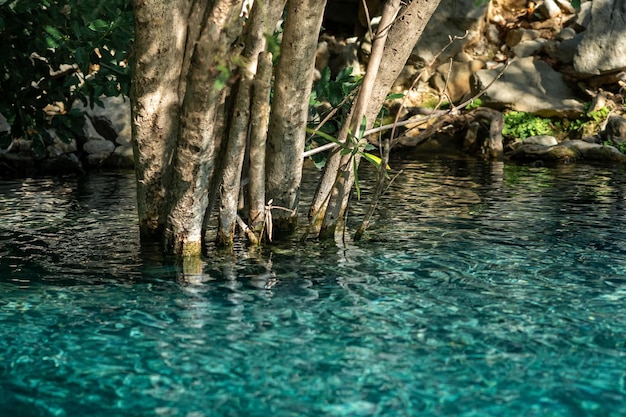 Troncos de arbustos costeros que crecen en agua azul clara