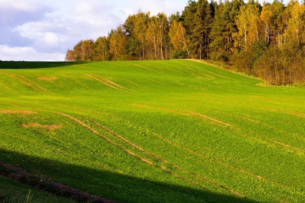 Troncos brancos de bétulas no fundo da folhagem de outono verde e amarela e céu azul escuro