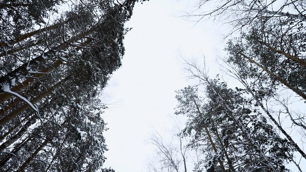 Los troncos y las cimas de los pinos altos en el bosque nevado de invierno contra el cielo nublado medios de comunicación de abajo hacia arriba