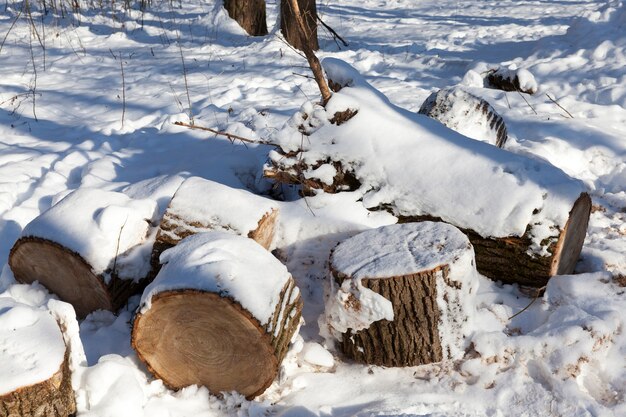 Troncos cobertos de neve para acender um fogão no campo, neve no inverno